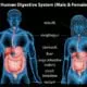 Chiropractic care can improve digestive system